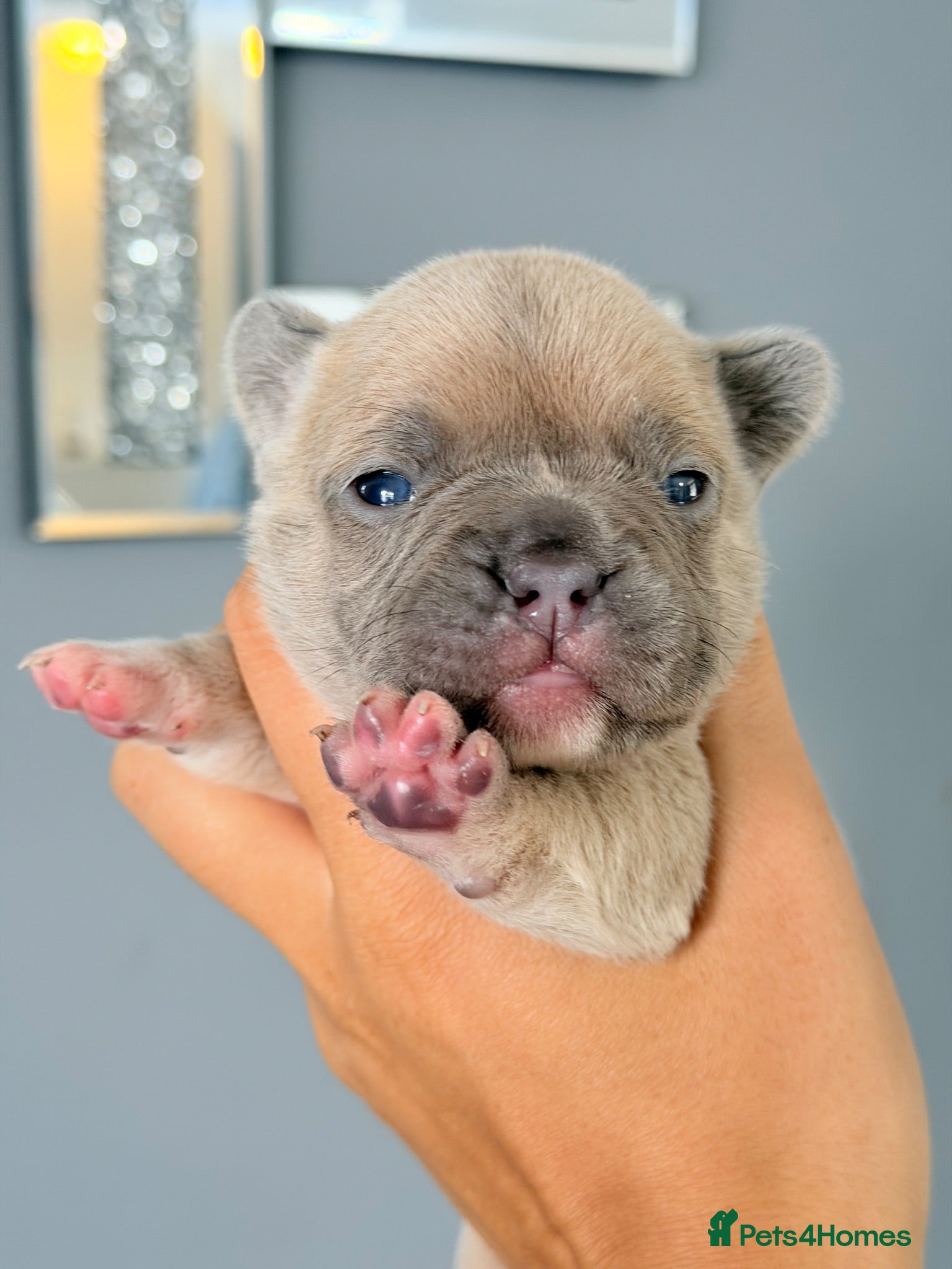 French Bulldog dogs Gorgeous French bulldog puppies  - Advert 14