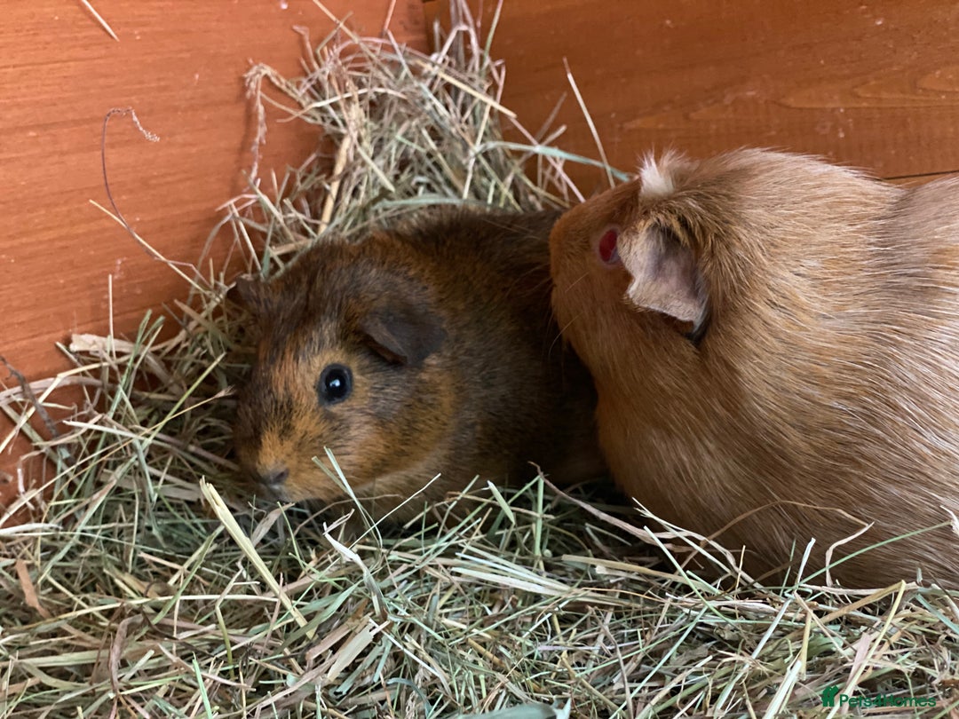 Guinea Pig rodents for sale: Beautiful mix of female Guineapigs  - Image 7
