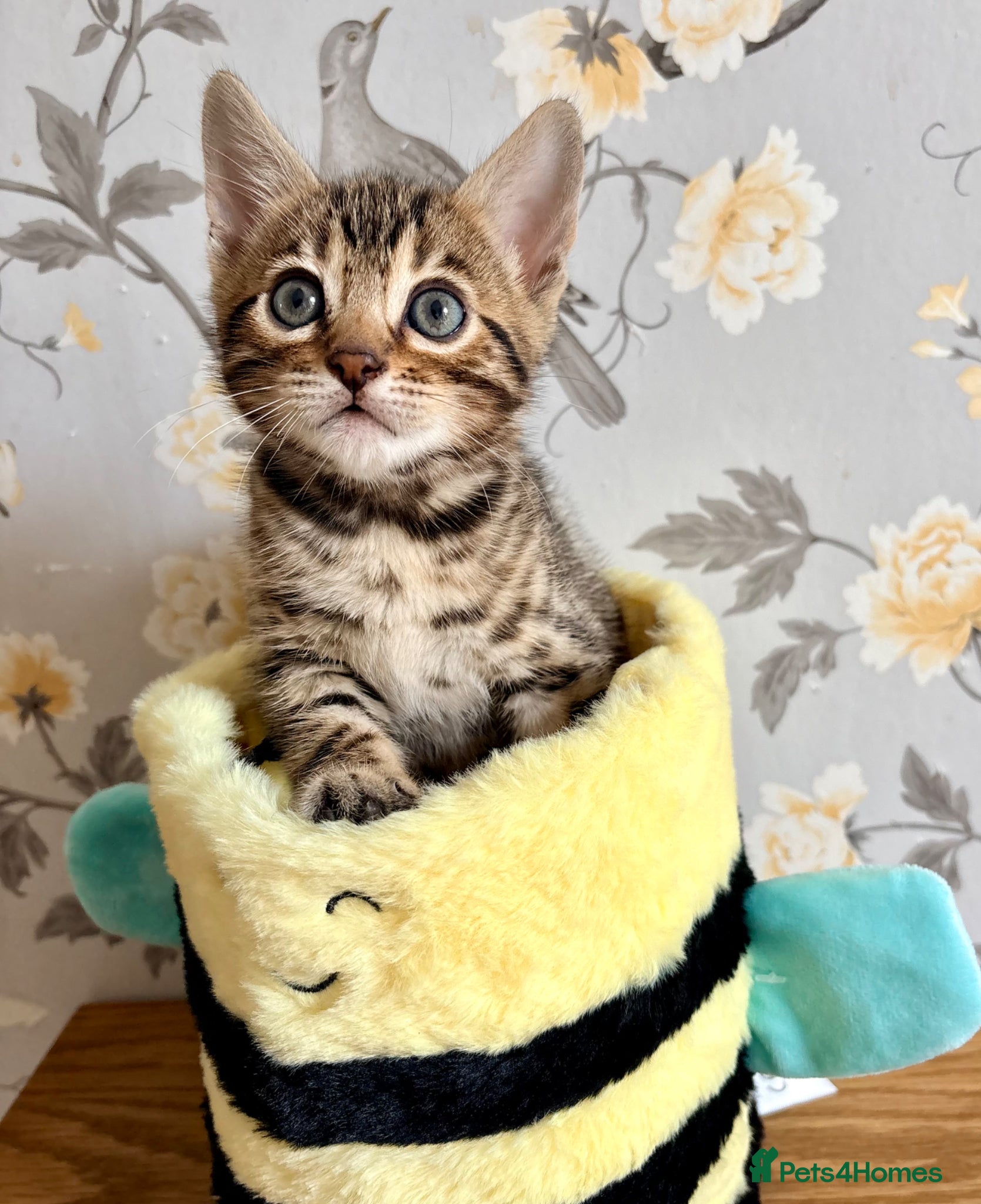 Bengal cats Amazing Bengal kittens  - Advert 1