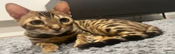 Bengal cats for sale: Stunning Bengal Cat looking for new home - Advert 1