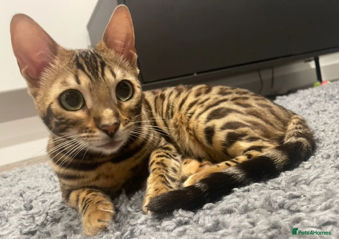Bengal cats for sale: Stunning Bengal Cat looking for new home - Advert 1