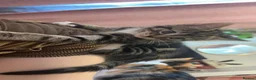 Mixed Breed cats for sale: Tabby Kitten  - Advert 3
