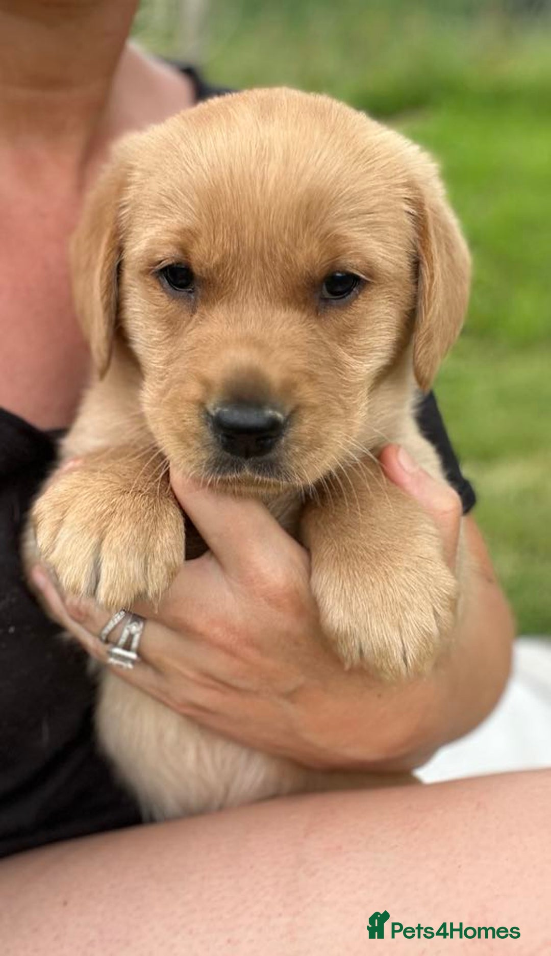 Goldador dogs for sale: Beautiful Chunky Goldador Puppies - Image 9