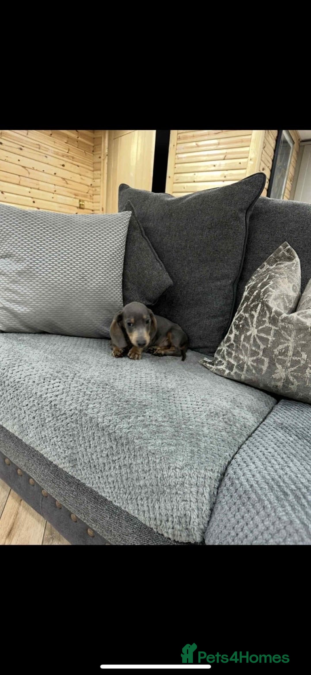 Dachshund dogs for sale: Dachshund  - Advert 4