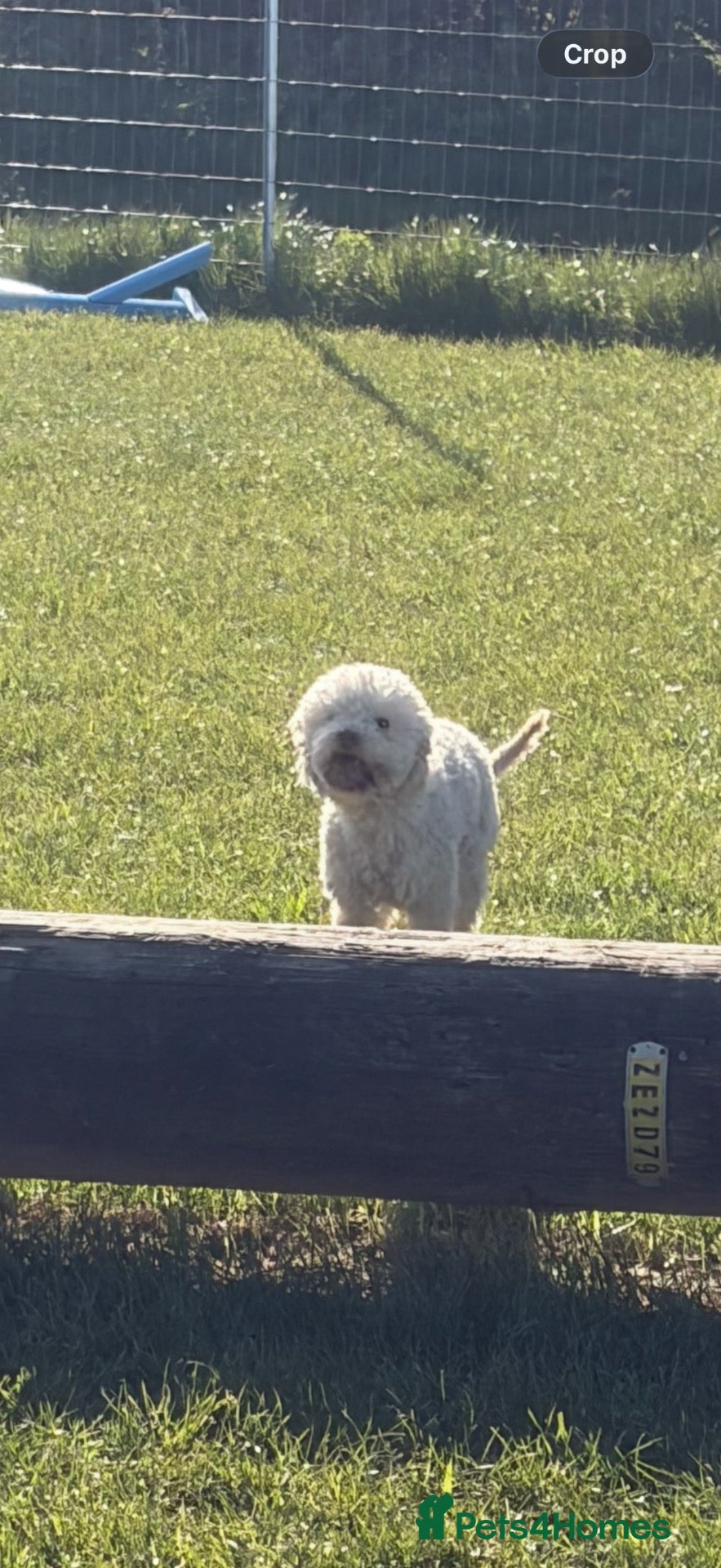 Lagotto Romagnolo dogs Rehoming lexi  - Advert 5