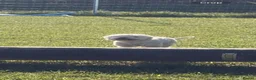 Lagotto Romagnolo dogs for sale: Rehoming lexi  - Advert 1