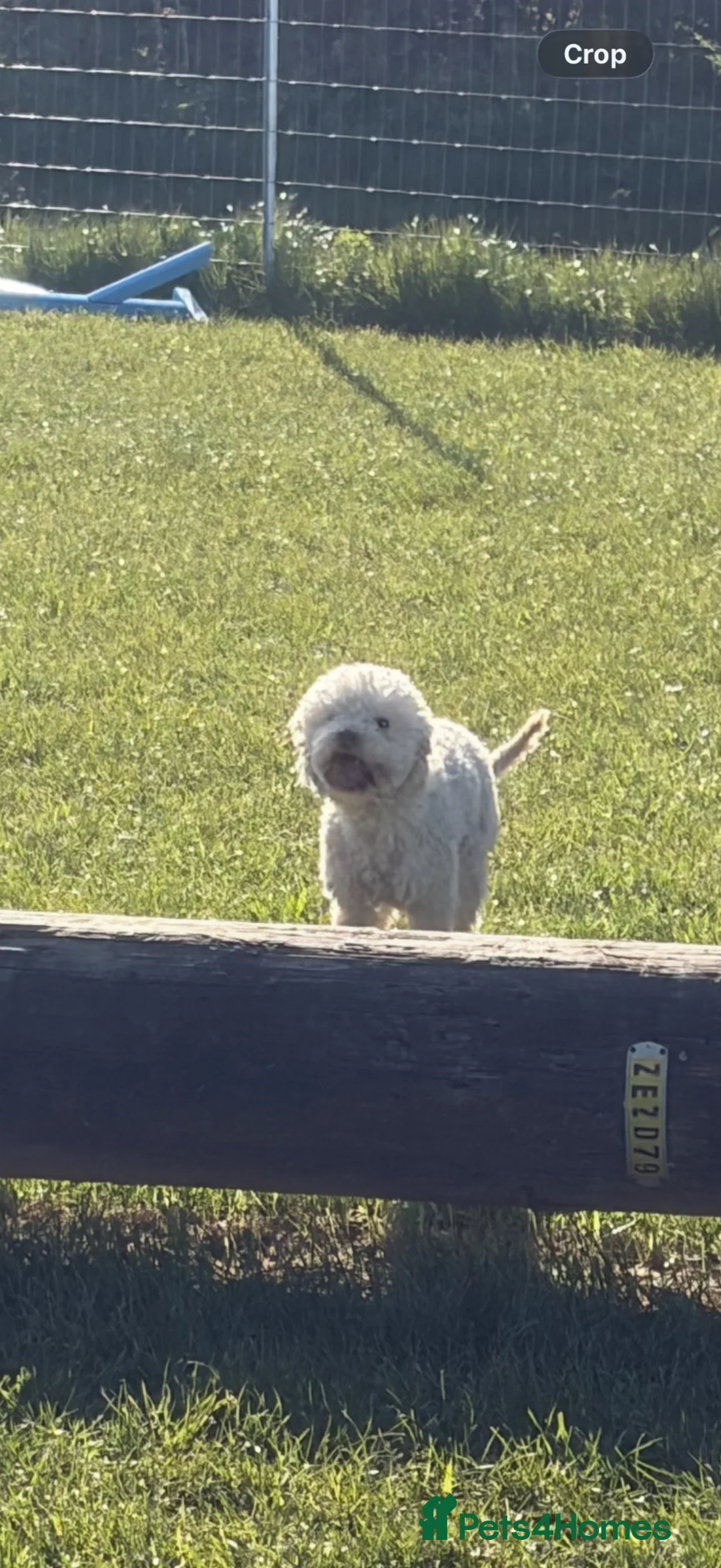Lagotto Romagnolo dogs for sale: Rehoming lexi  - Advert 1