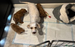 Cavapoo dogs for sale: Beautiful Fox 🦊 Red Cavapoos  - Image 19