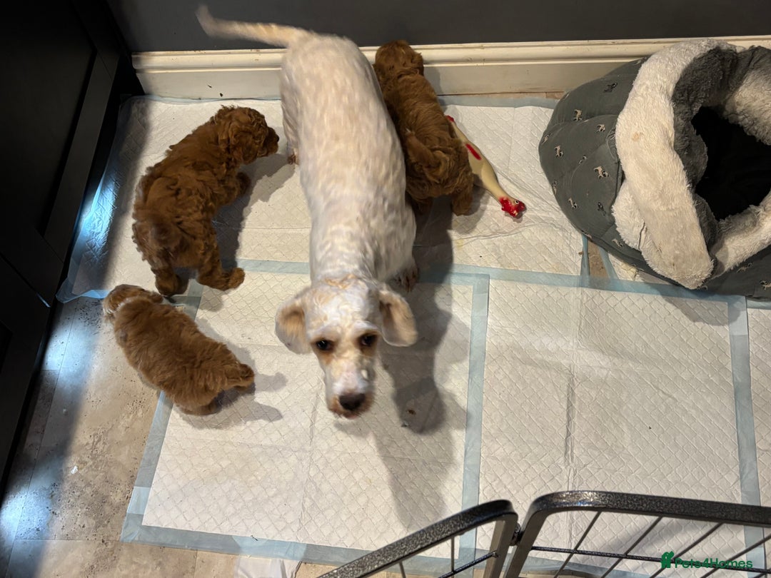 Cavapoo dogs for sale: Beautiful Fox 🦊 Red Cavapoos  - Image 19