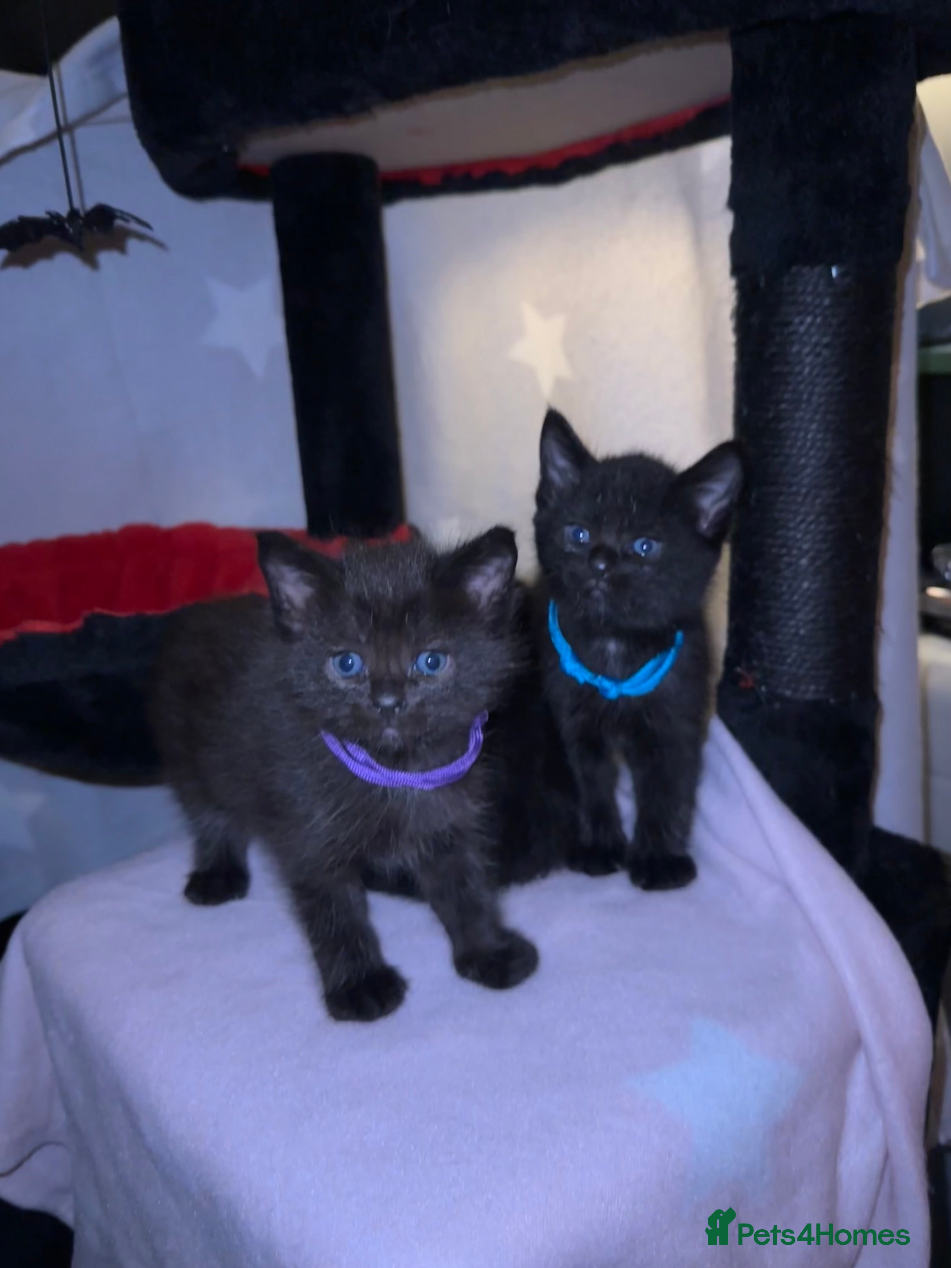 Maine Coon cats Maine Coon Kittens  - Advert 7