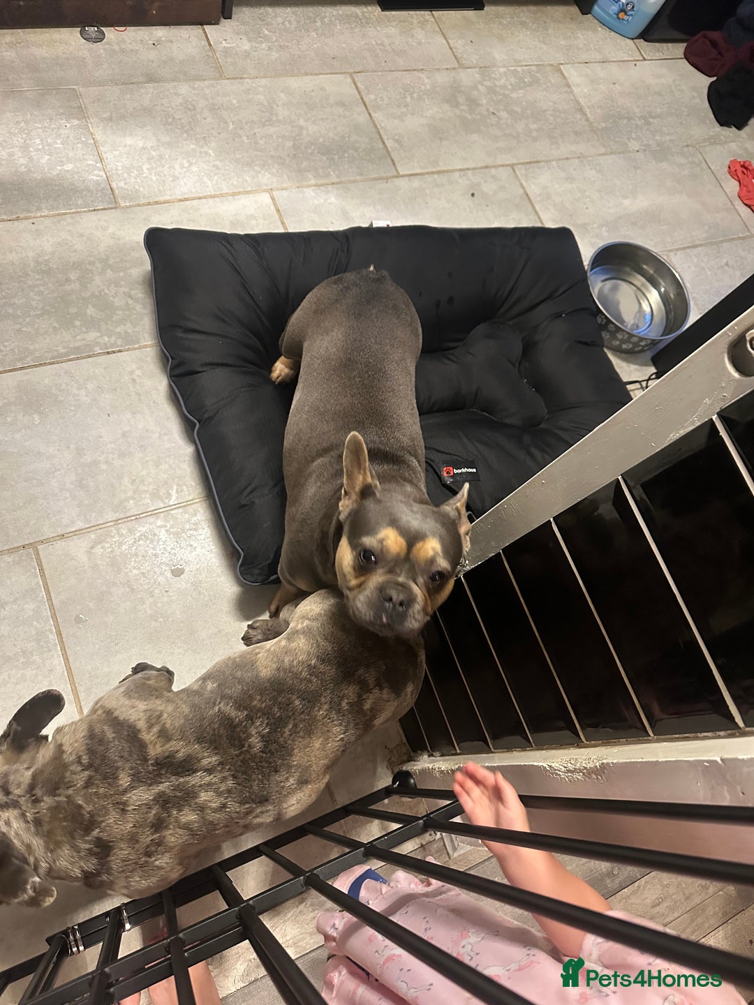 French Bulldog dogs for sale: French bull dogs age 3  - Image 2