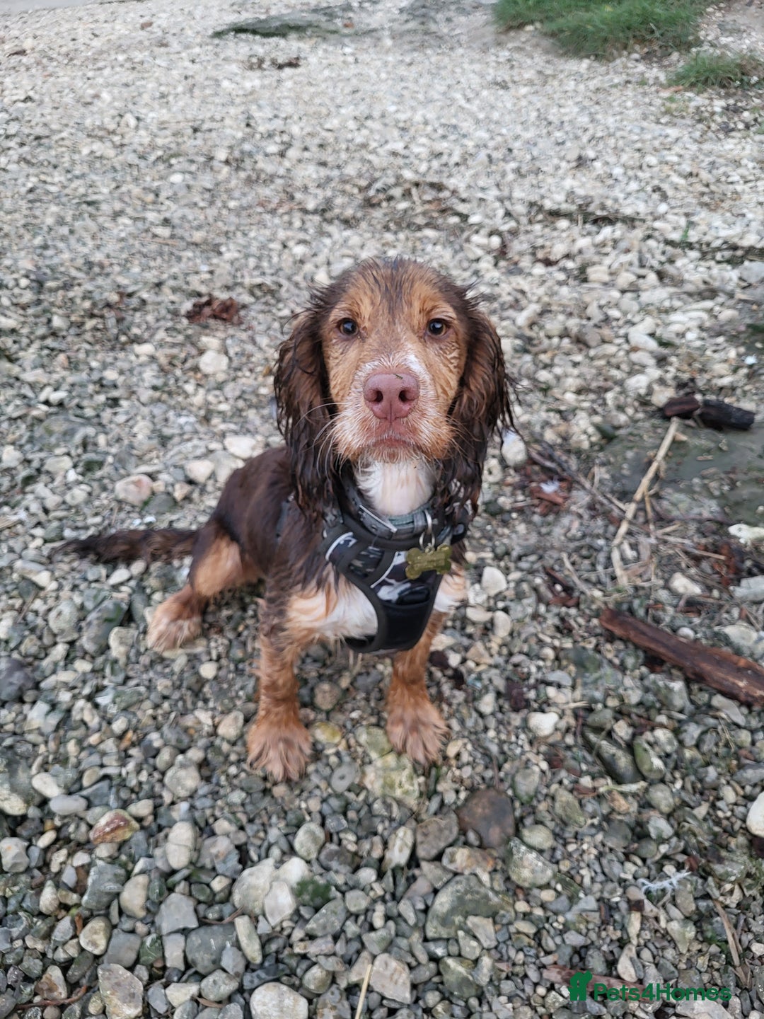 Cocker Spaniel dogs for sale: Buddy the cocker spaniel - Advert 3