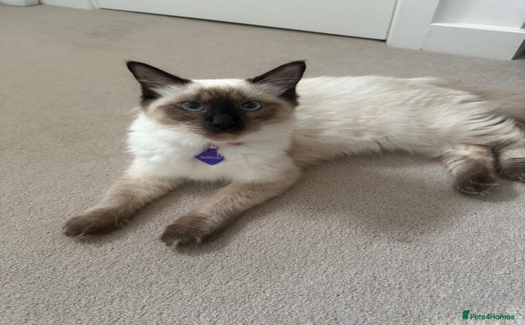 Ragdoll cats - Advert 16