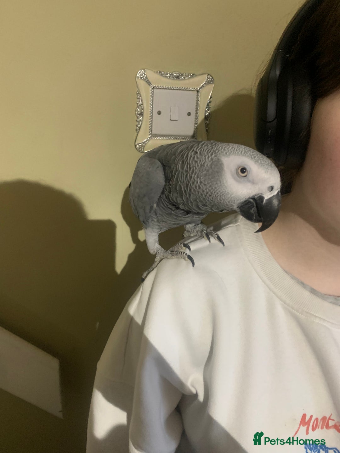 Parrots birds for sale: African Grey bird for sale  - Image 1