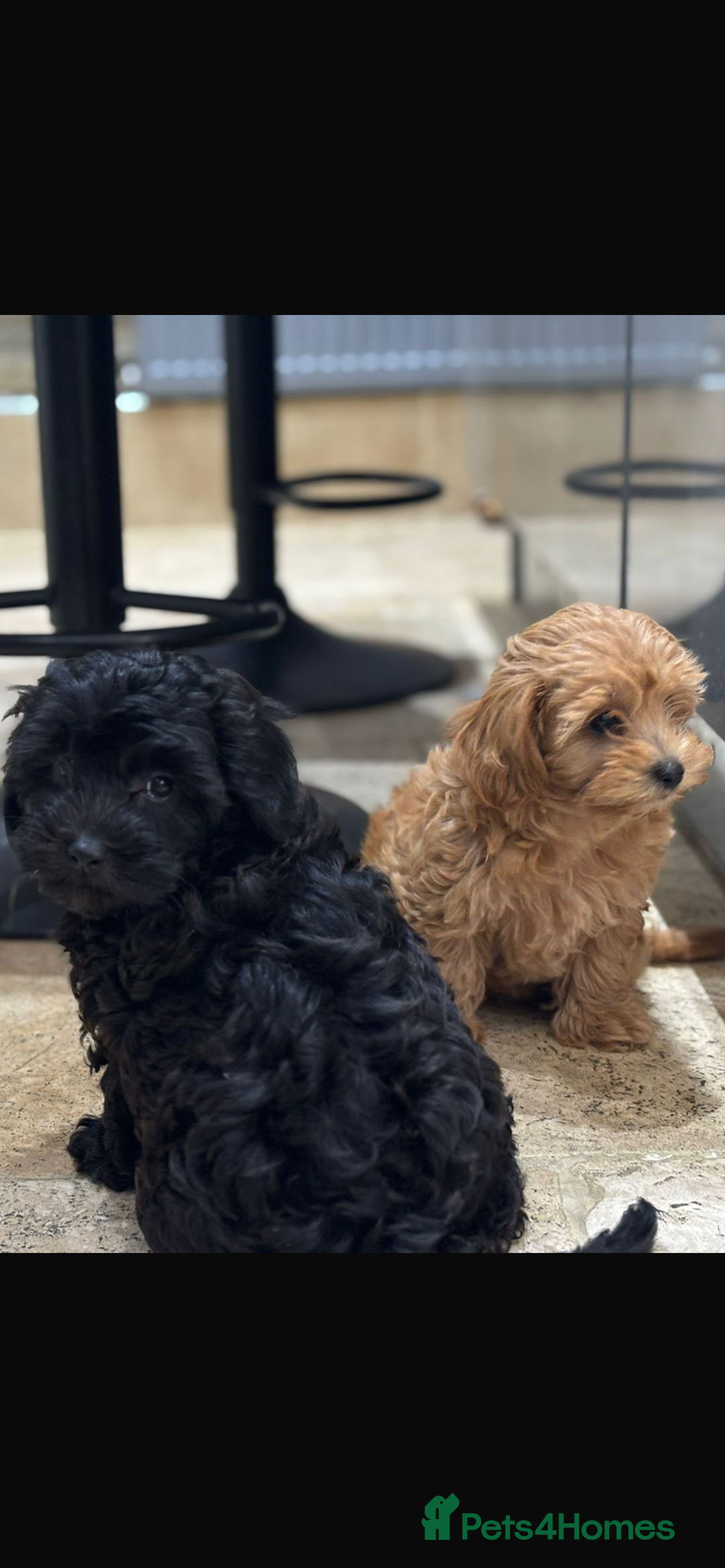 Maltipoo dogs for sale: Stunning maltipoo pups  - Advert 8