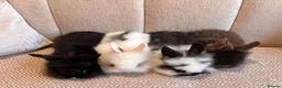 Lionhead rabbits for sale: Adorable Purebred Lionhead Bunny Babies - Advert 3