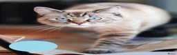 Mixed Breed cats for sale: 3 Siamese and Ragdoll mixed kittens - Advert 16