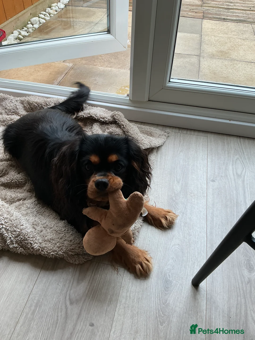King Charles Spaniel dogs for sale:  Black and Tan Boy in Hull - Advert 2