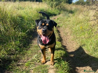 Mixed Breed dogs Female puppy - Advert 2