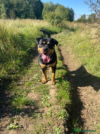 Mixed Breed dogs Female puppy - Advert 1
