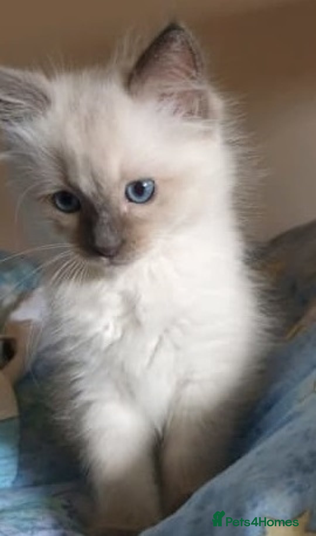 Ragdoll cats for sale: Adorable Fluffy Ragdoll Babies  Loving Homes! 🏡💖 - Advert 6