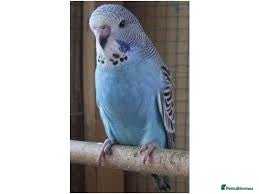 Parrots birds 2 Budgies with cage asap moving home  - Advert 1