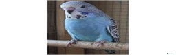 Parrots birds for sale: 2 Budgies with cage asap moving home  - Advert 1