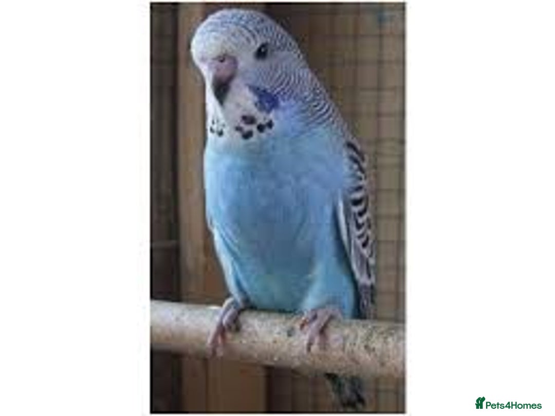 Parrots birds for sale: 2 Budgies with cage asap moving home  - Advert 1