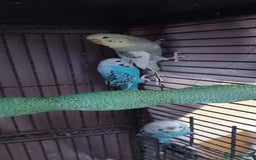 Budgerigars birds for sale: 3 budgies with cage - Image 1