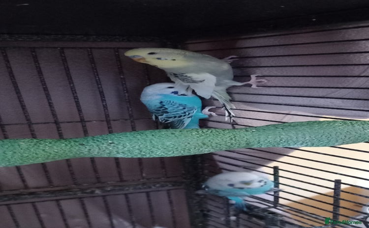 Budgerigars birds - Advert 1