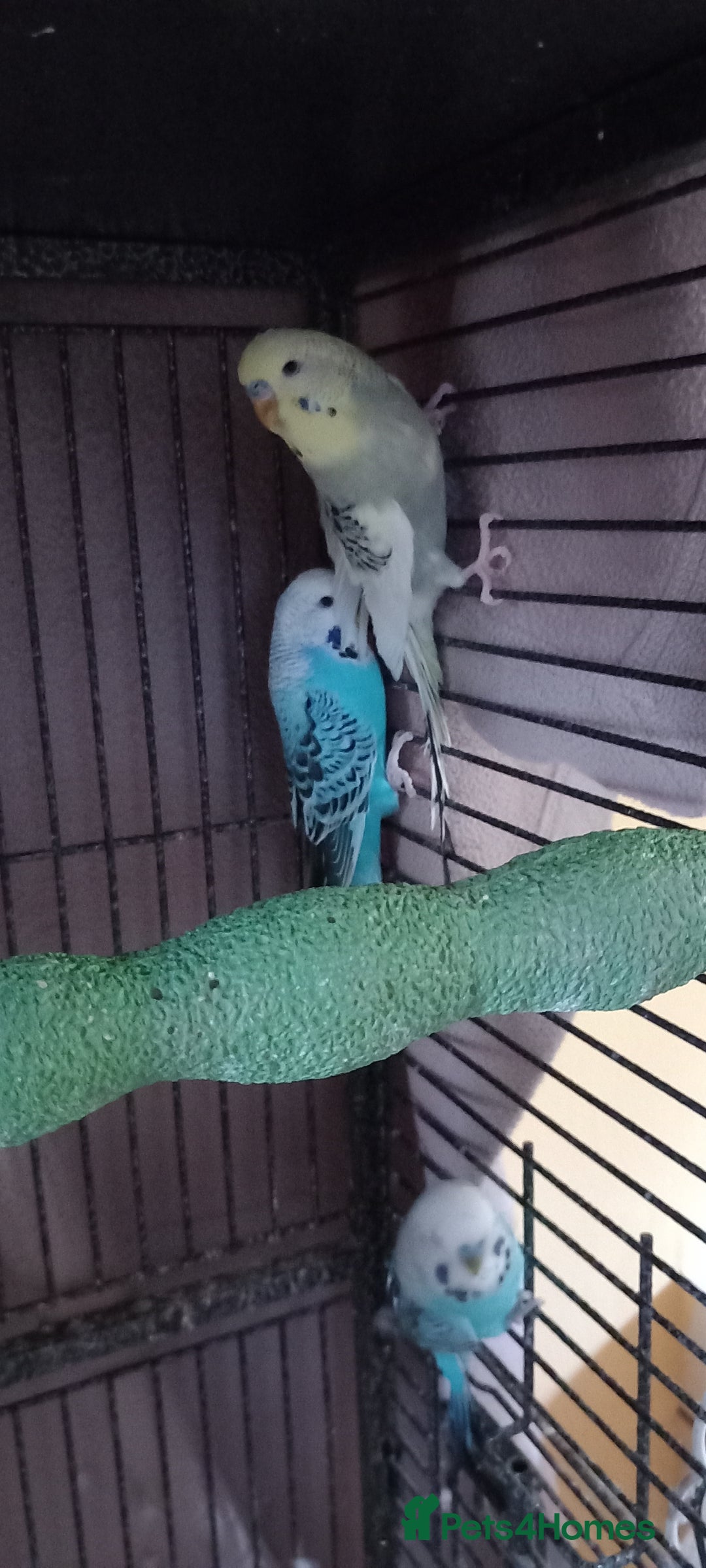 Budgerigars birds for sale: 3 budgies with cage - Image 1