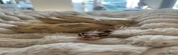 Mixed Breed reptiles for sale: Multiple reptiles for rehome in Solihull - Advert 8