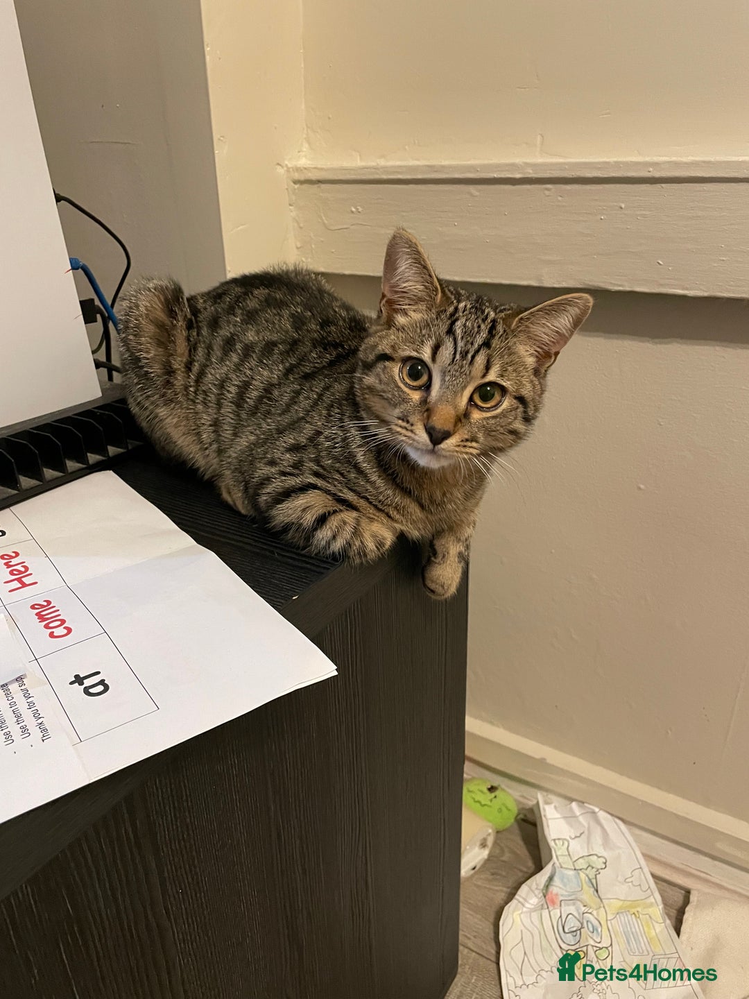 Mixed Breed cats for sale: Male British Shorthair cross with Tabby - Advert 2