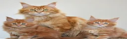 Maine Coon cats for sale: PureBred maine coon kittens - Advert 9