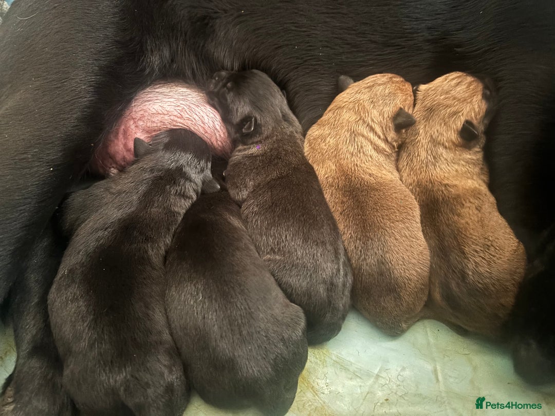 Belgian Shepherd Dog dogs for sale: MALI PUPPIES  - Advert 3