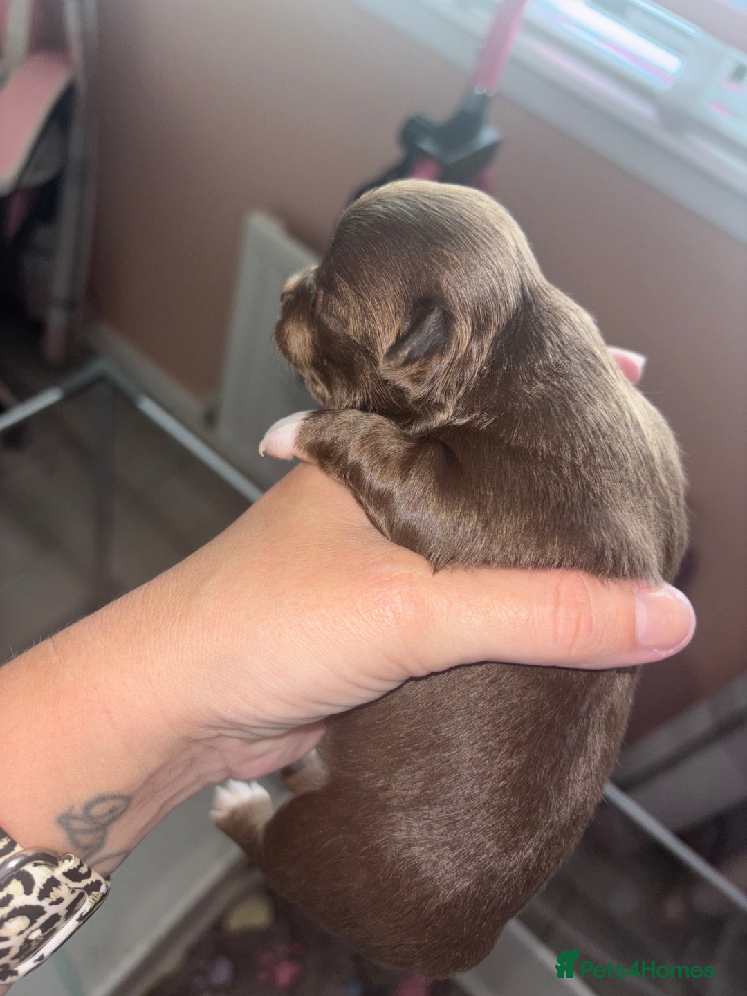Chihuahua dogs for sale: Chocolate Girls Longhair Chihuahua  - Image 6