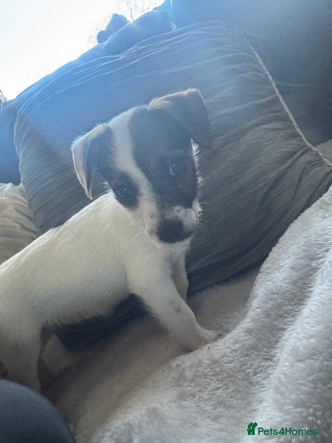 Jack Russell dogs for sale: Jack Russell girl pup  - Advert 6