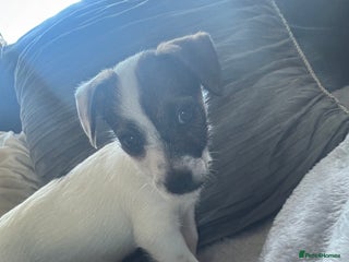 Jack Russell dogs Jack Russell girl pup - Advert 1