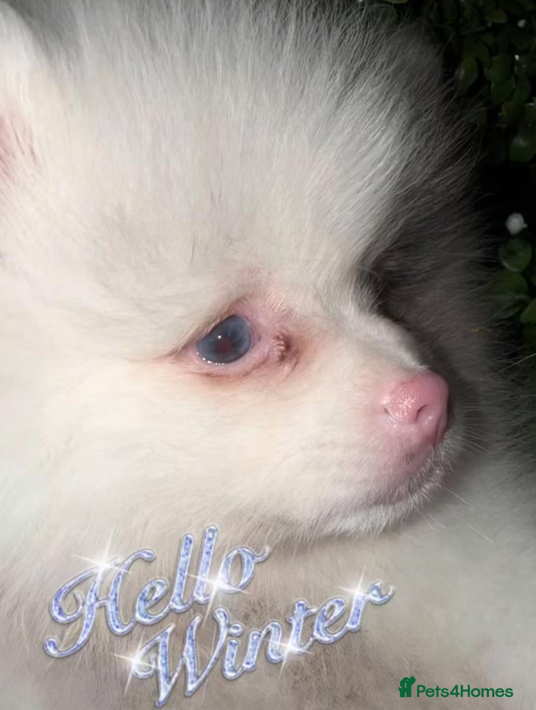 Pomeranian dogs for sale: ✨🐶Small Teddy Bear🧸 SKY🩵BLUE EYE 👀POMS🐶✨ - Advert 6