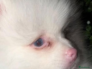 Pomeranian dogs ✨🐶650g Teddy Bear🧸 SMALL SKY🩵BLUE EYE 👀POMS🐶✨ - Advert 16