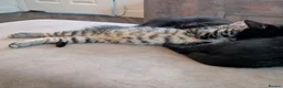 Bengal cats for sale: Bengal x American Mainecoon Kittens - READY TO GO - Advert 5