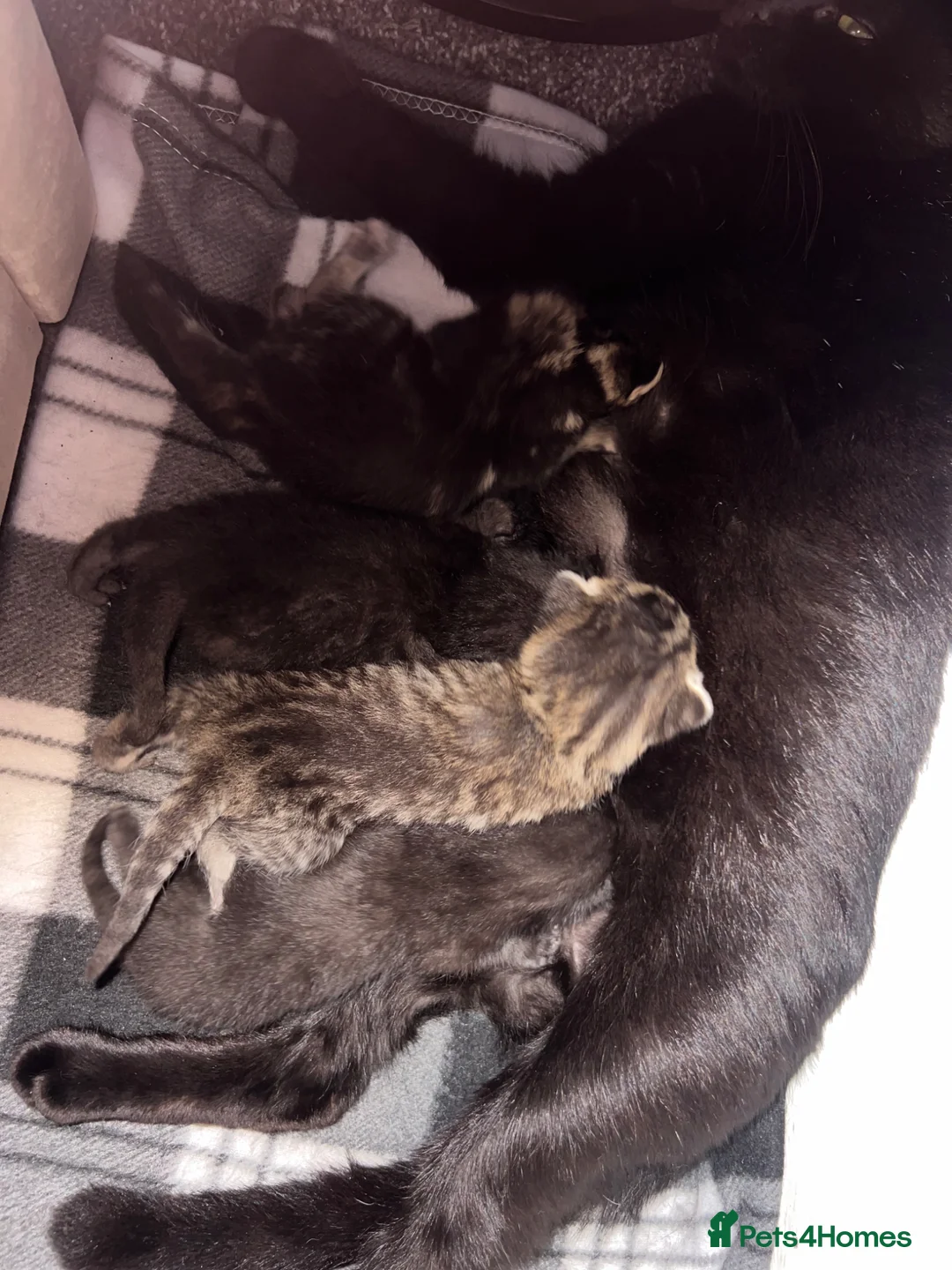 Mixed Breed cats for sale: Kittens ready to go in Cardiff - Advert 2