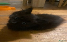 Mixed Breed cats for sale: Kittens, Cross Ragdoll - Image 8