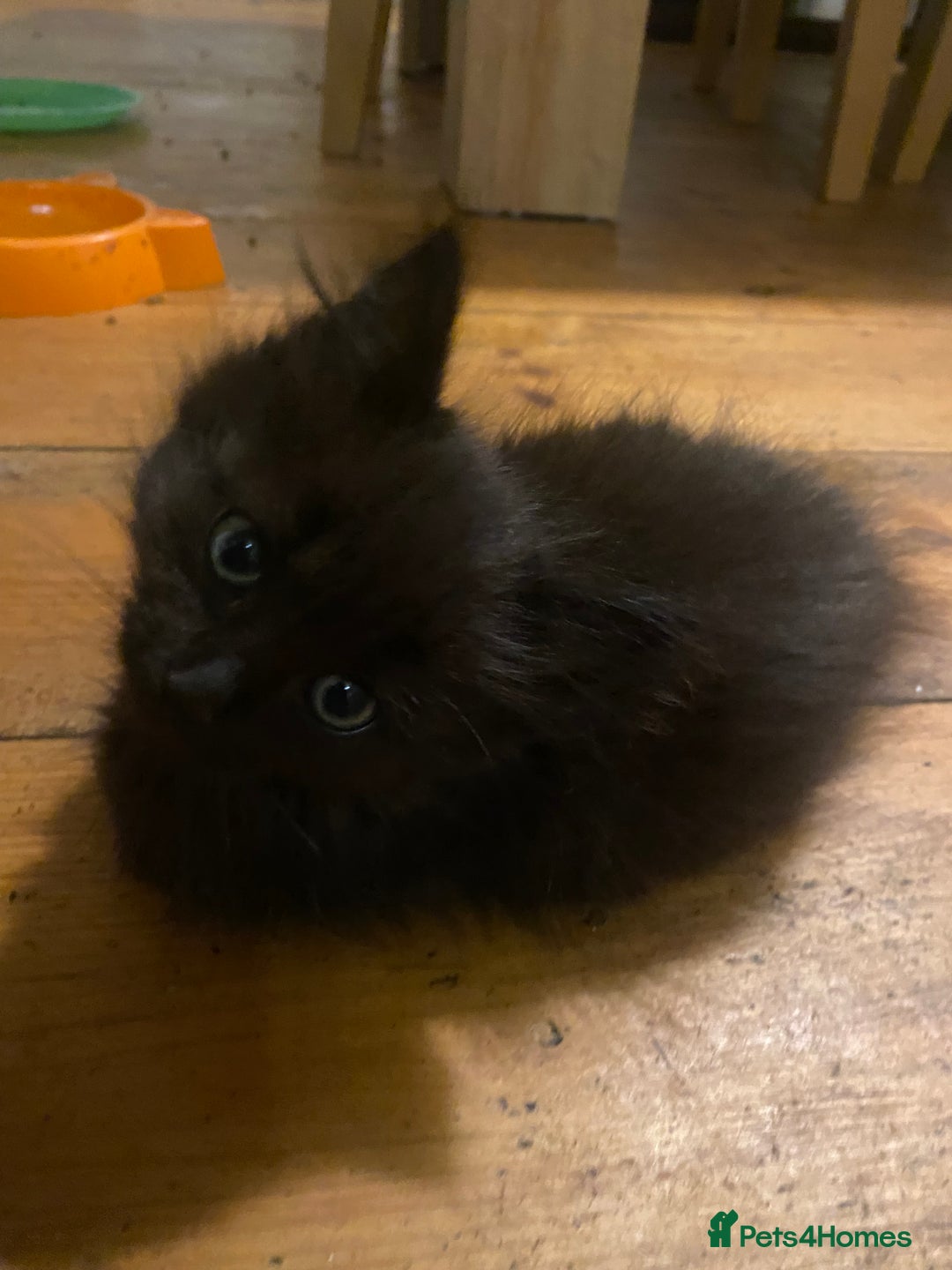 Mixed Breed cats for sale: Kittens, Cross Ragdoll - Image 8