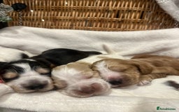 Cocker Spaniel dogs for sale: Show Type Cocker Spaniels Health Tested parent - Advert 6