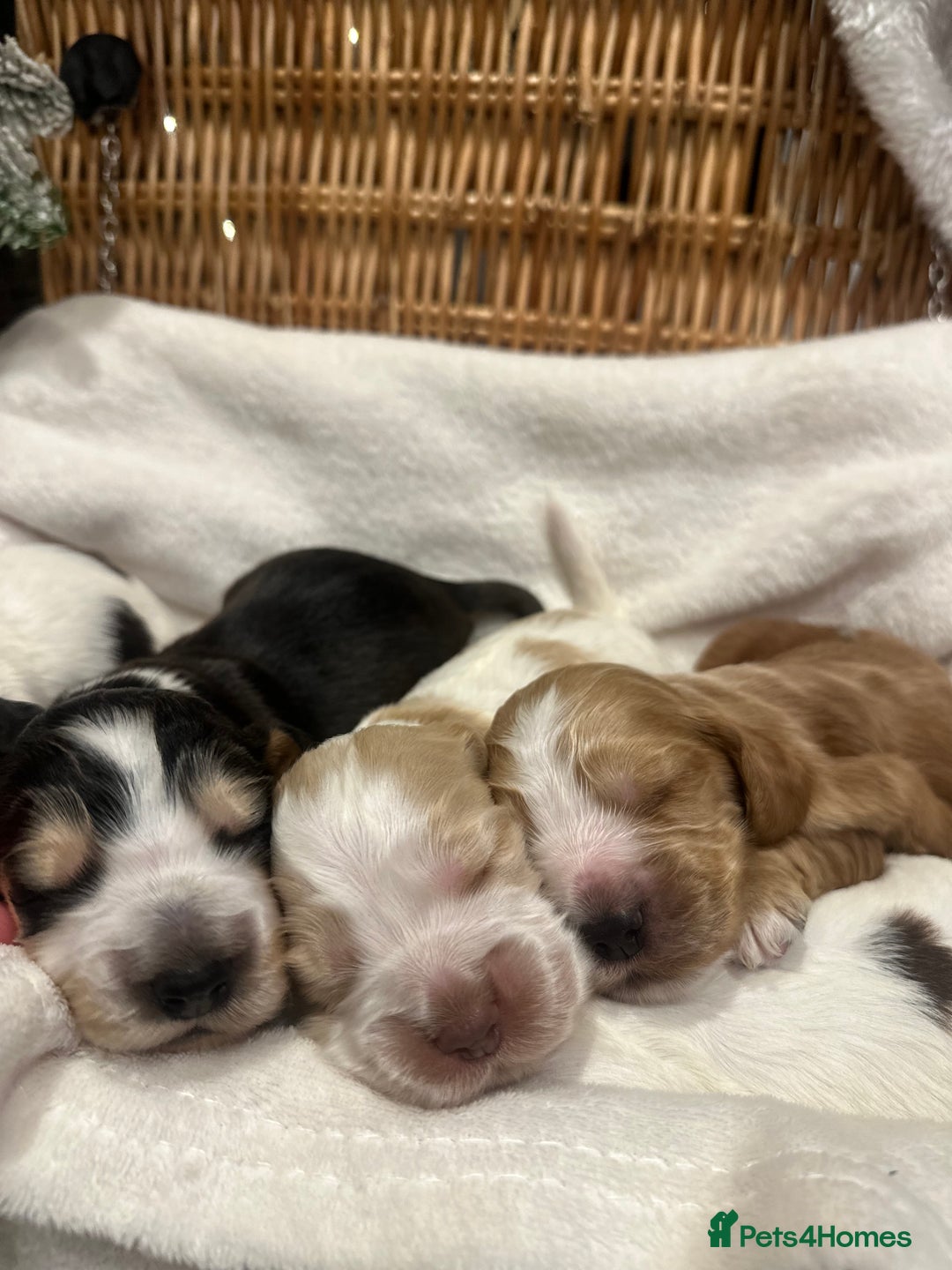 Cocker Spaniel dogs for sale: Show Type Cocker Spaniels Health Tested parent - Advert 6