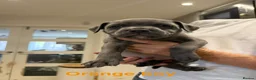 Staffordshire Bull Terrier dogs for sale: Blue Staffordshire bull terrier  - Advert 28