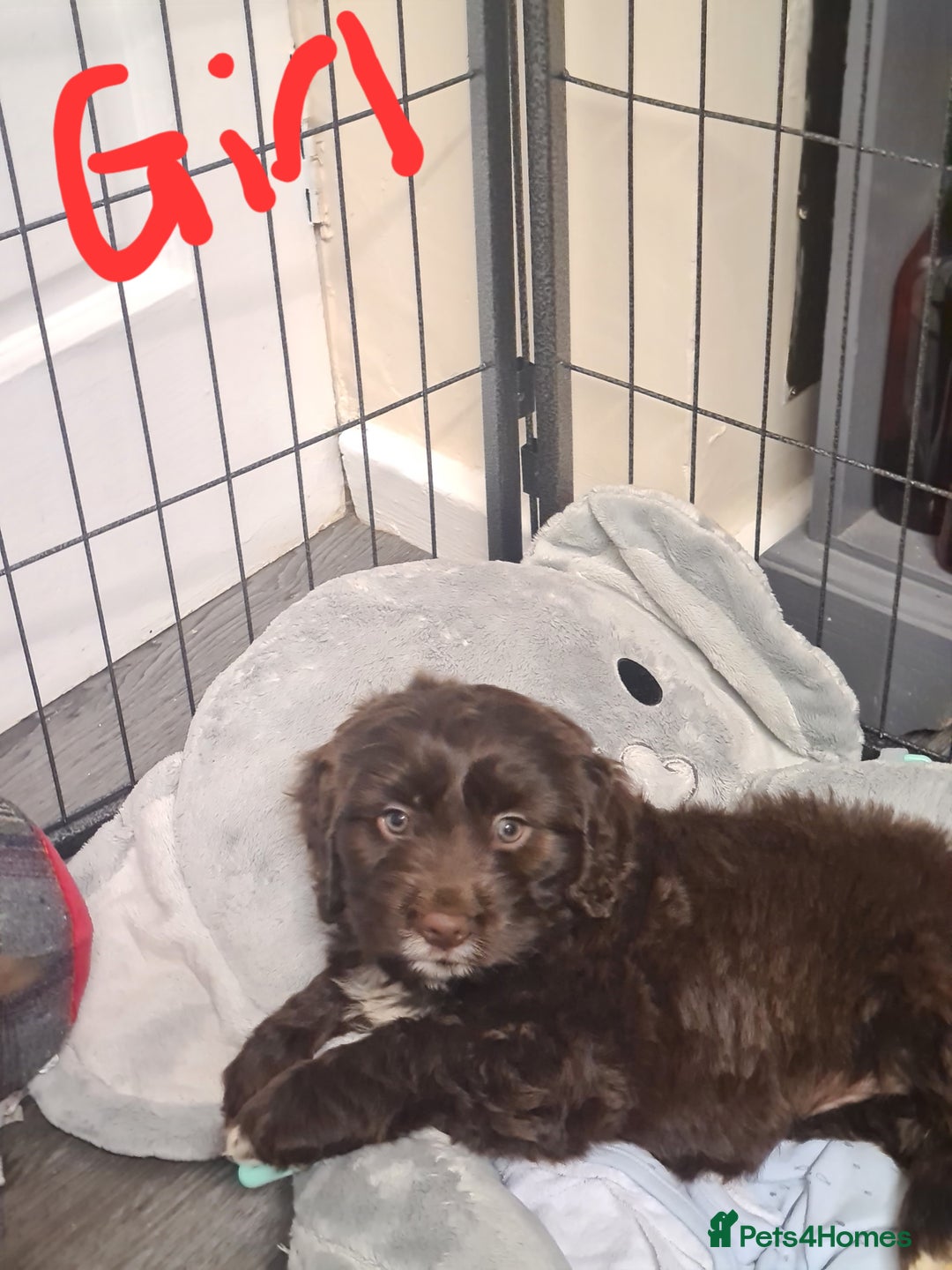 Cockapoo dogs for sale: Cockerpoo f2 - Advert 2