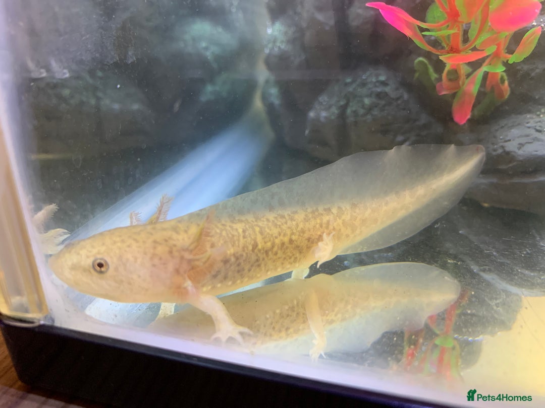 Axolotl reptiles for sale: Nicely grown on Axolotls mixed colours - Image 6