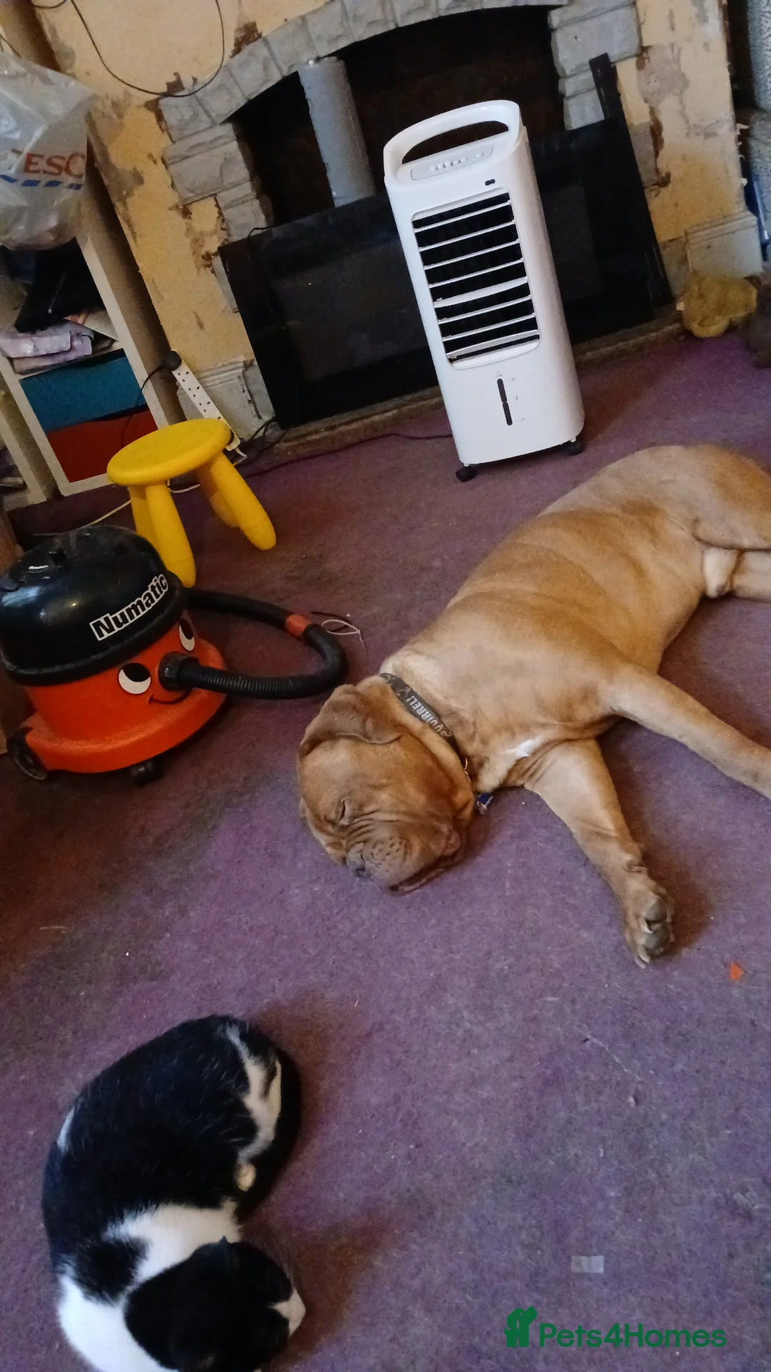 Dogue De Bordeaux dogs for sale: Dogue de bordeaux 4.5 years male - Advert 4
